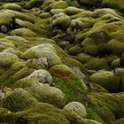 Moos auf der Vulkanasche Island