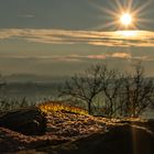 Moos auf einer alten Mauer 