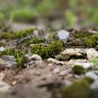 Moos auf einer Weinbergsmauer