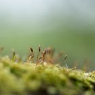 Moos auf Totholz, Schönheit, die den Spaziergängern meist verborgen bleibt