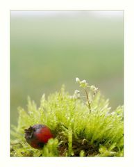 Moos-Blümchen mit Beere