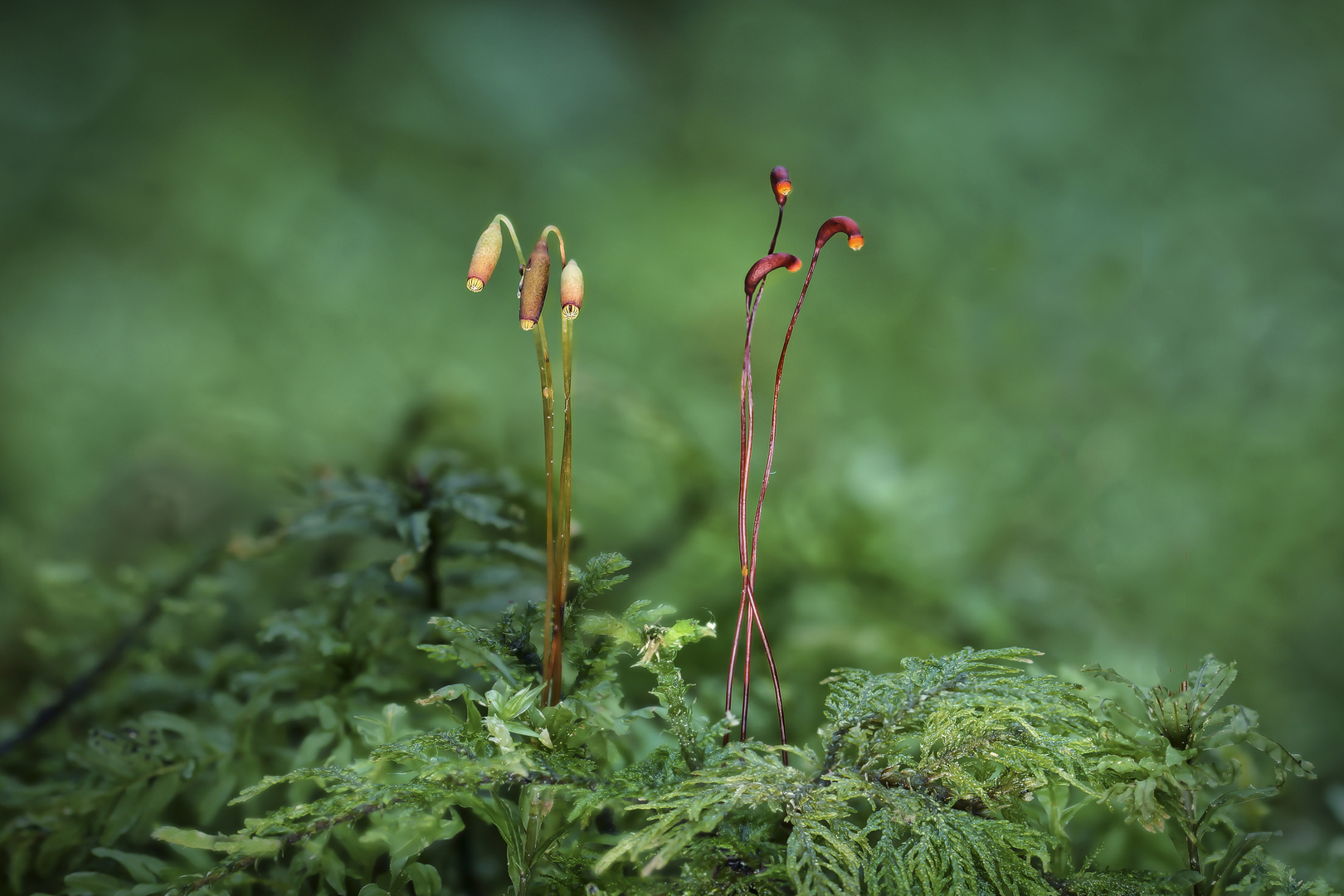 Moos-Blüten