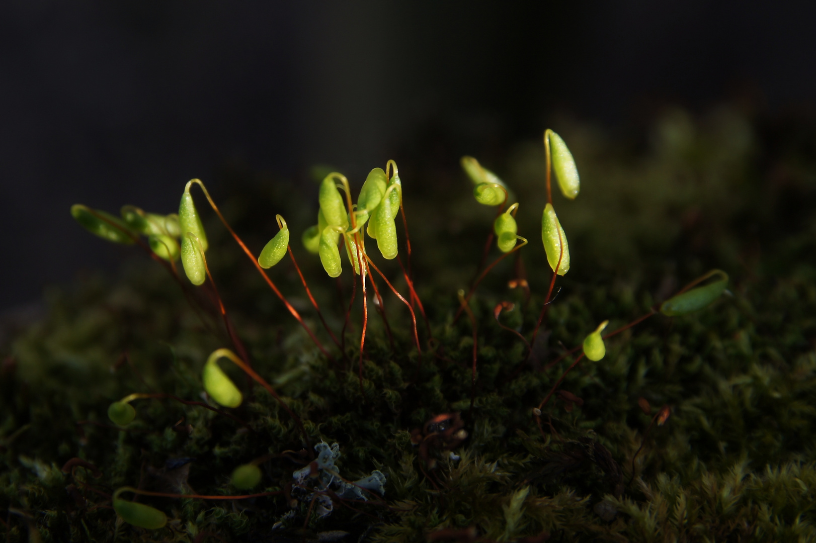 Moos-Blüten im Abendlicht