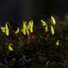 Moos-Blüten im Abendlicht