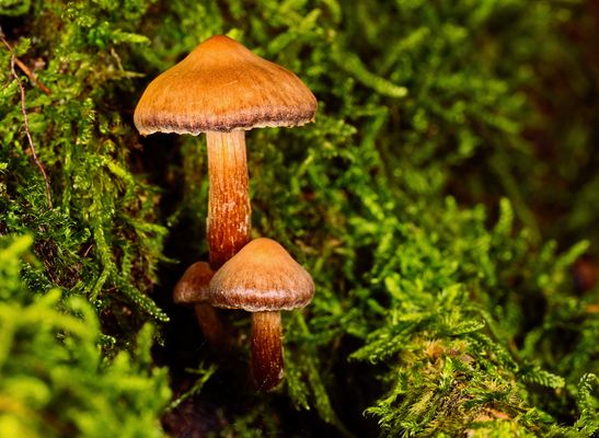 MOOS-DEFILEE IM WALD: DREI PILZE AUF DEM LAUFSTEG DER NATUR
