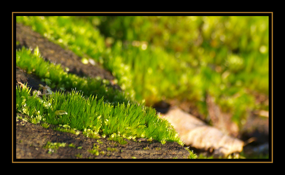 Moos ganz groß Foto & Bild pflanzen, pilze & flechten, moose