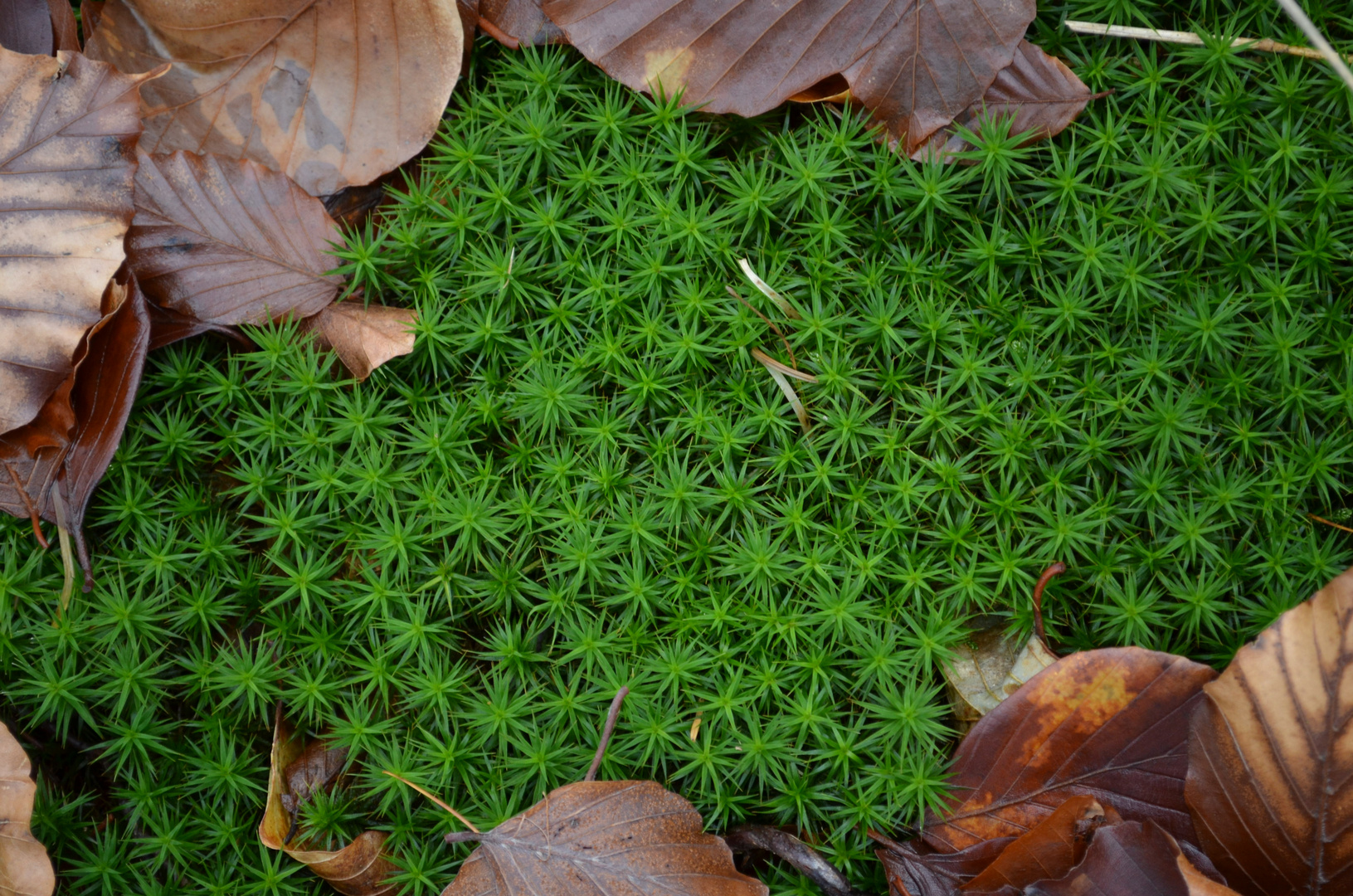 Moos & Herbstlaub