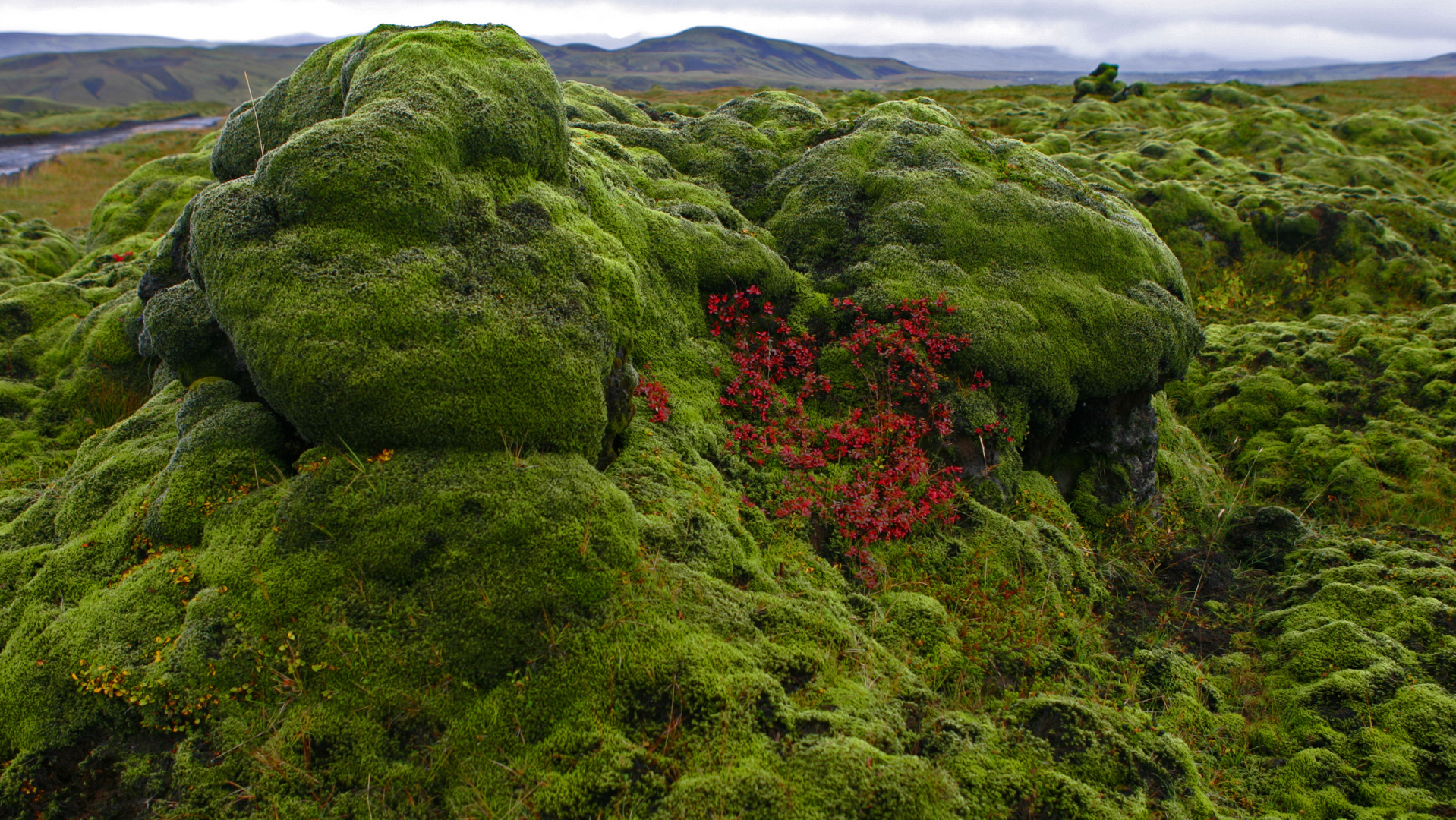 Moos Iceland