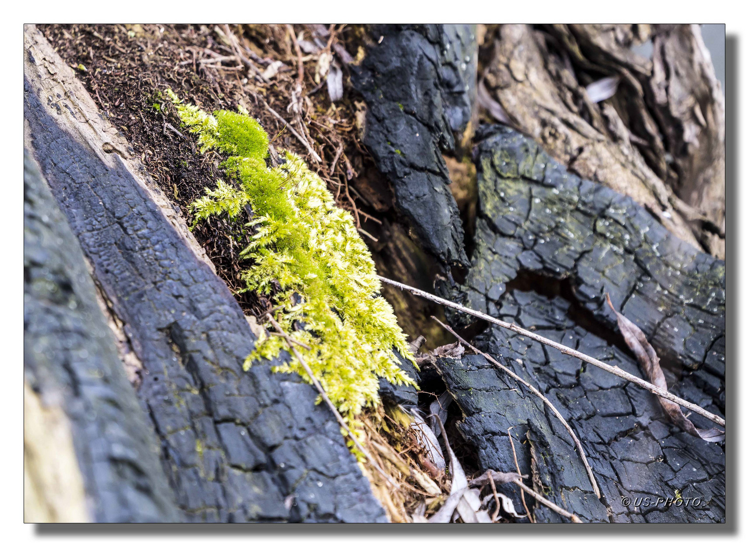 Moos im Baum