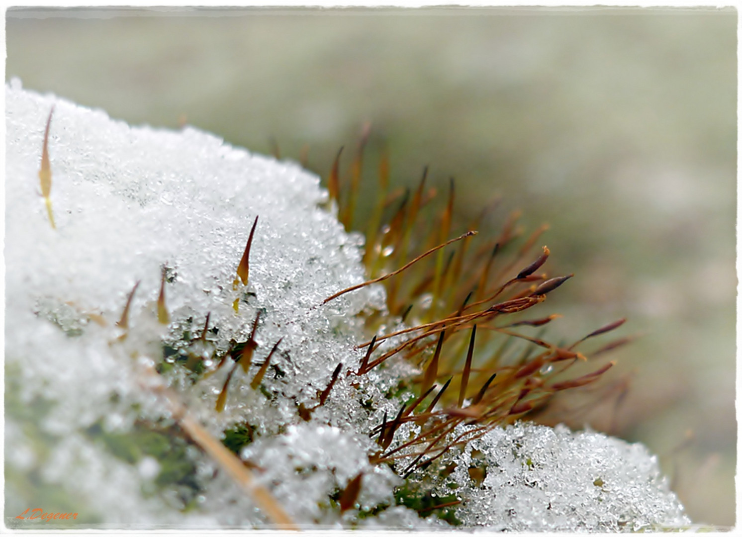 Moos im ersten Schnee