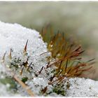 Moos im ersten Schnee