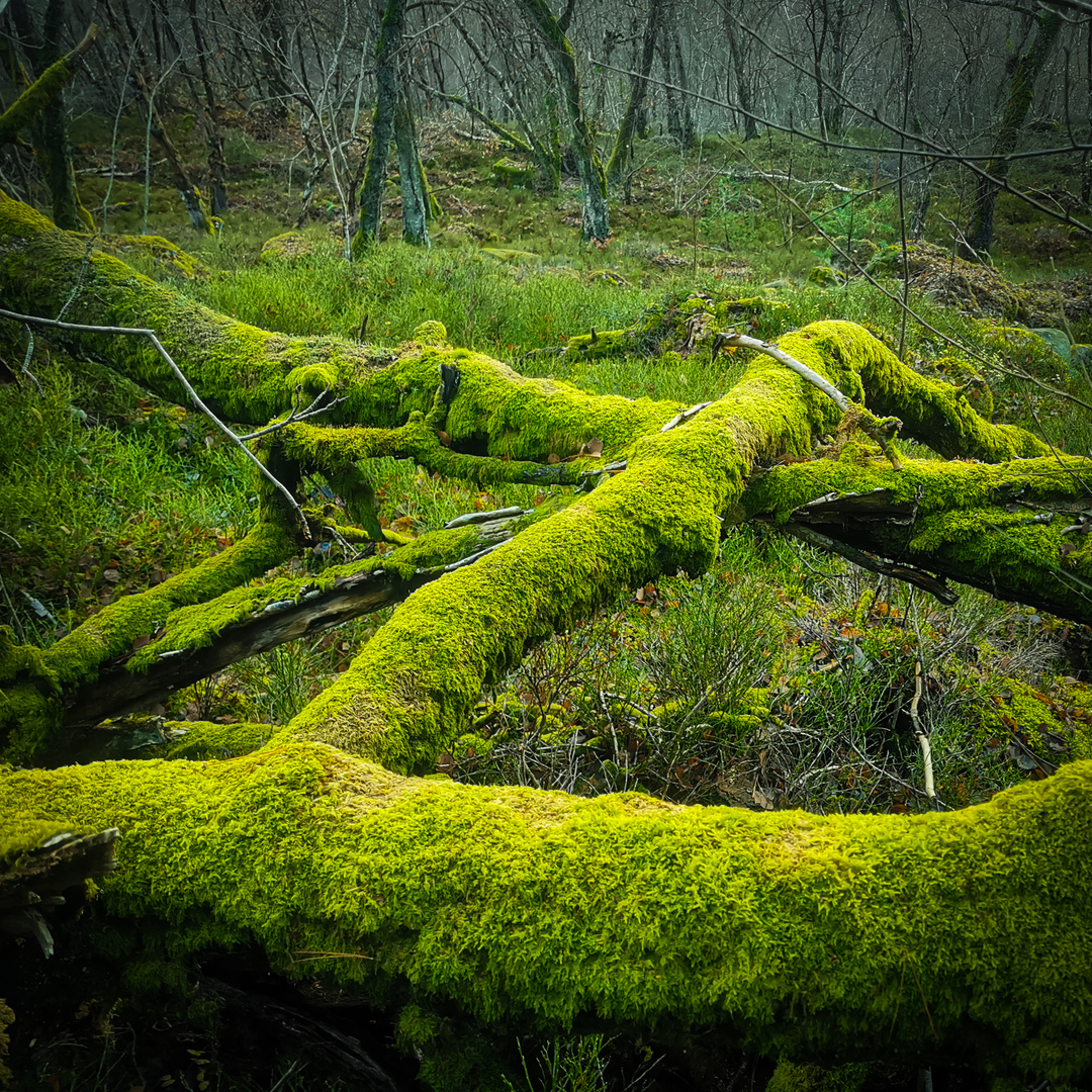 Moos im Felsenmeer