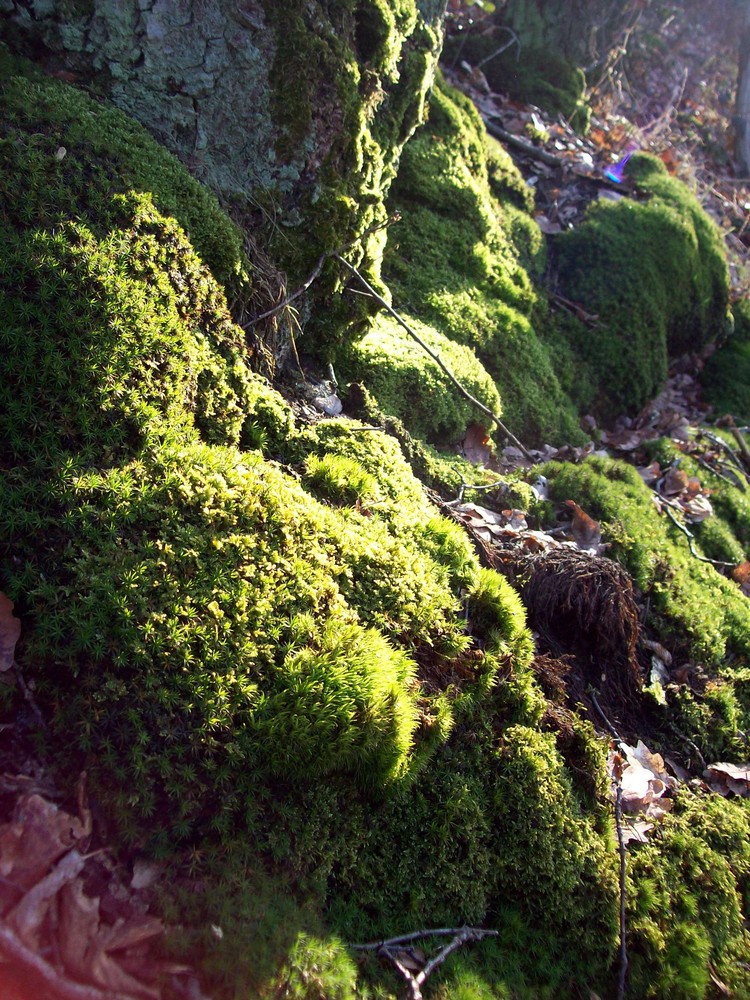 Moos im frühen Sonnenlicht