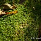 Moos im Herbstlicht