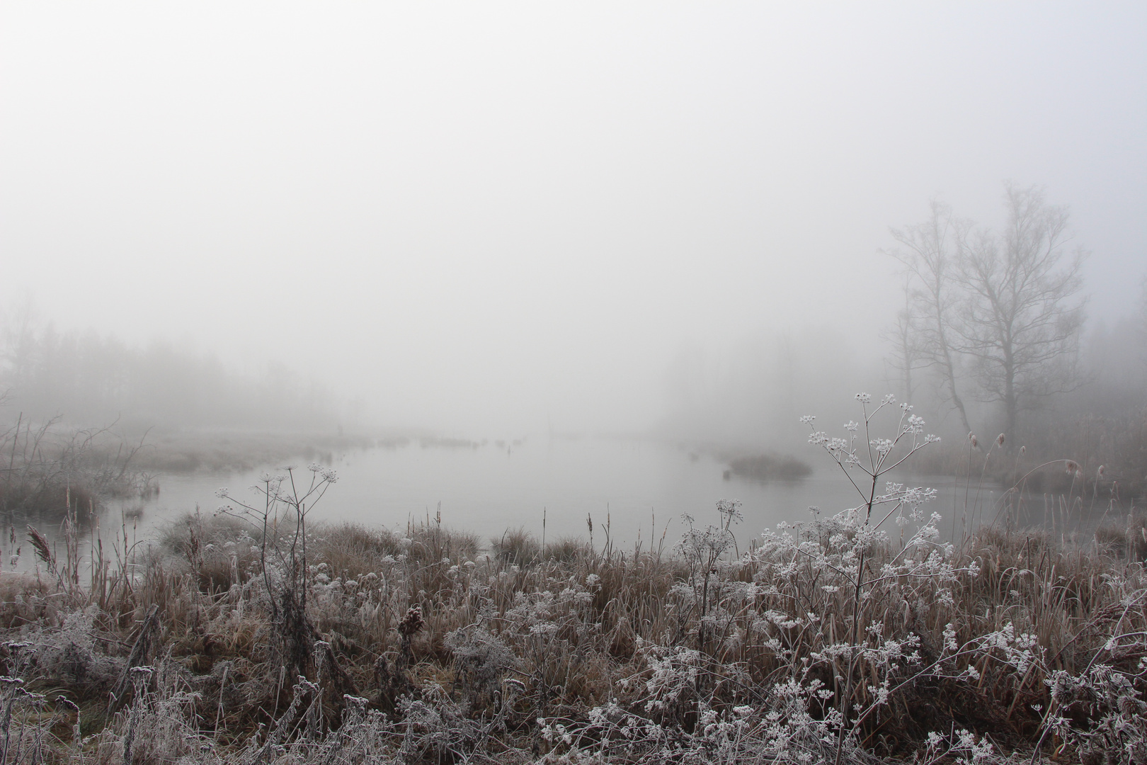 Moos im Nebel....