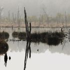 Moos im Nebel/ Neue Bearbeitung...