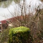 Moos im Neckartal bei Schloß Zwingenberg