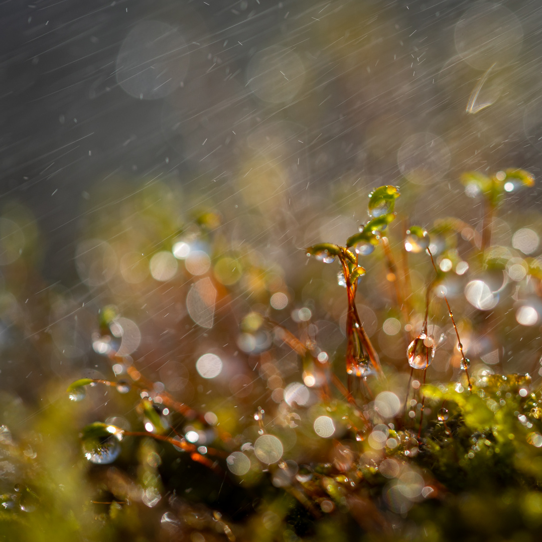 Moos im Regen