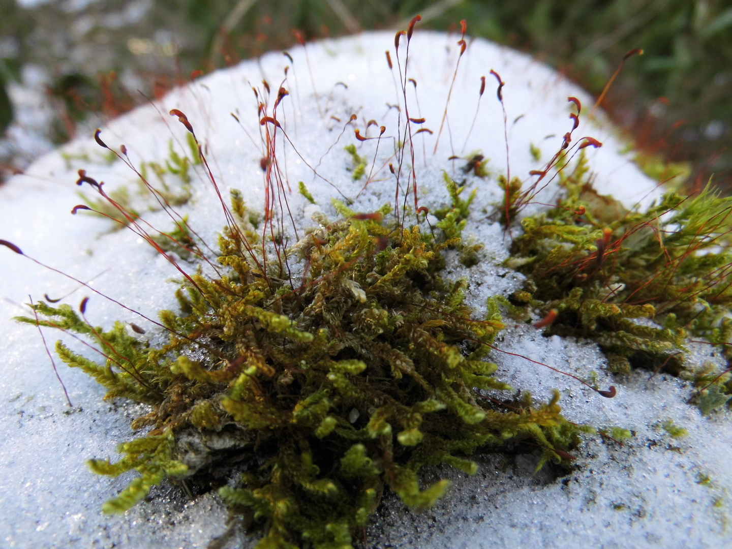 Moos im Schnee