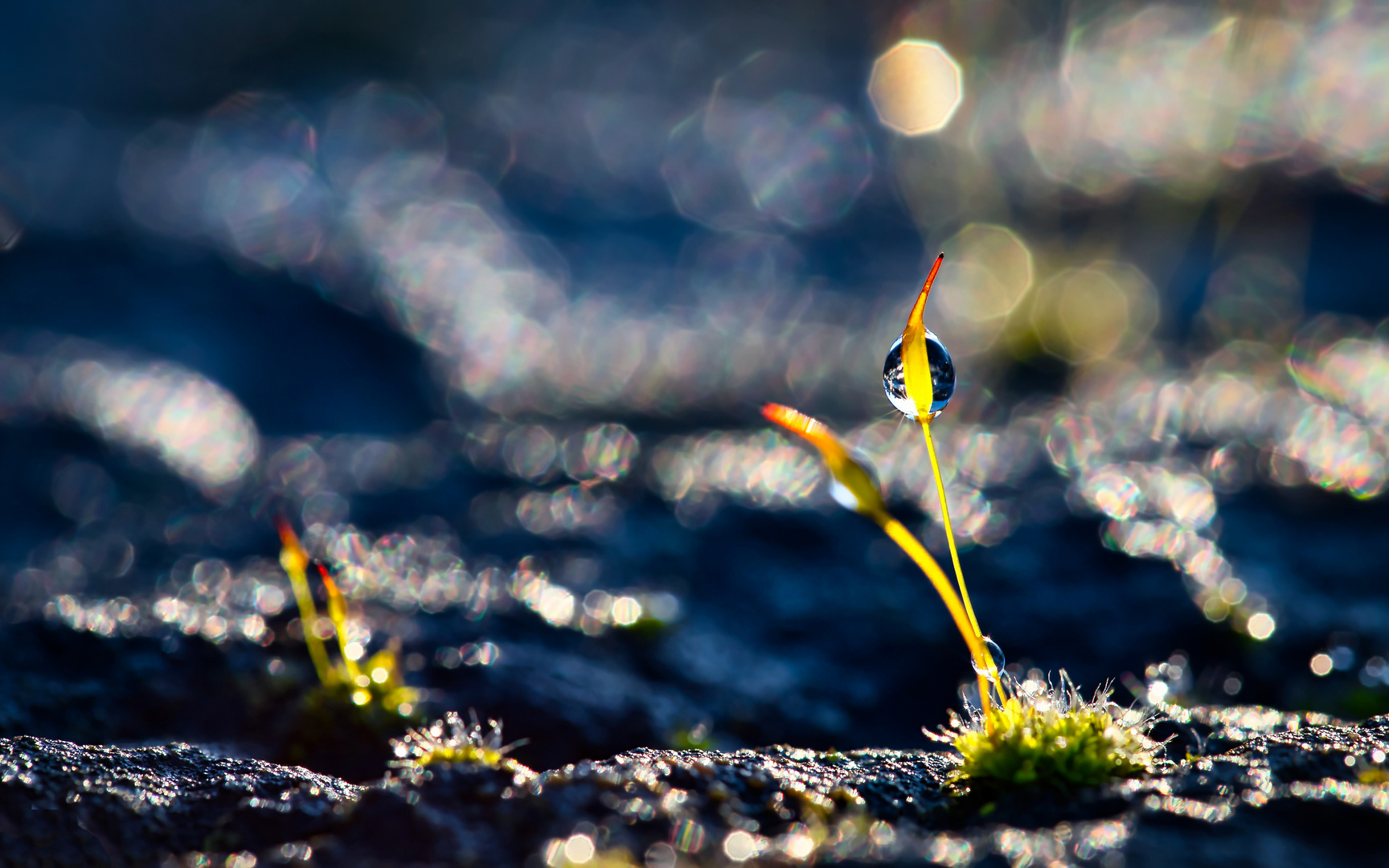 Moos im Sonnenlicht