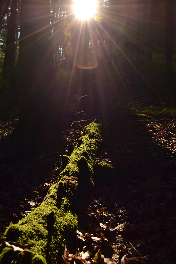 Moos im Sonnenlicht