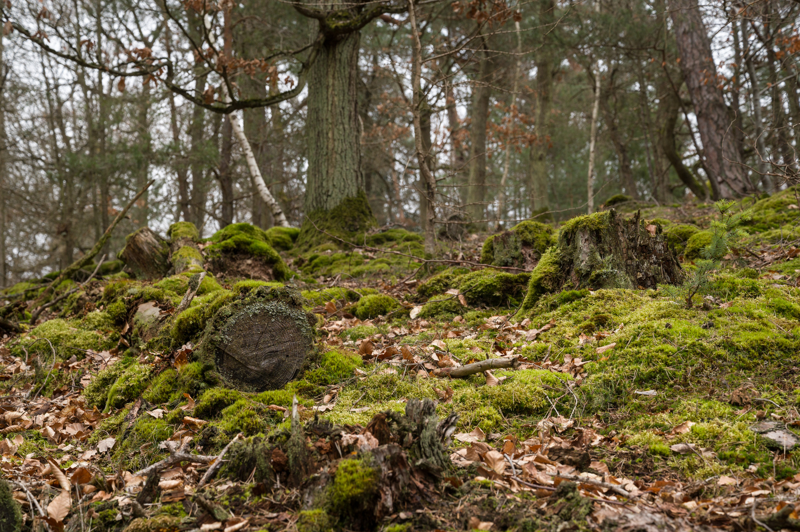 Moos im Stadtwald IV