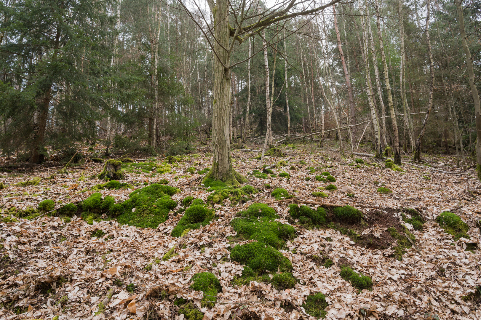 Moos im Stadtwald VI