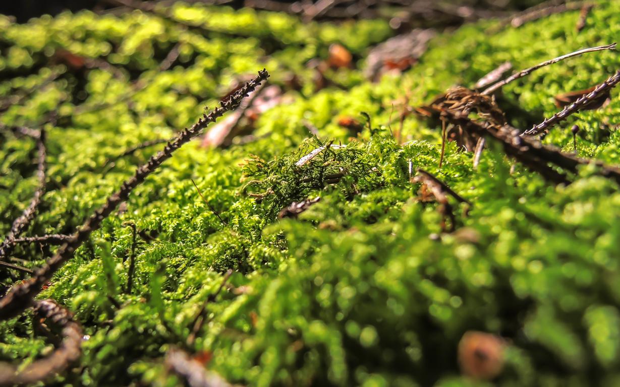 Moos im Wald Foto & Bild deutschland, europe, bayern Bilder auf