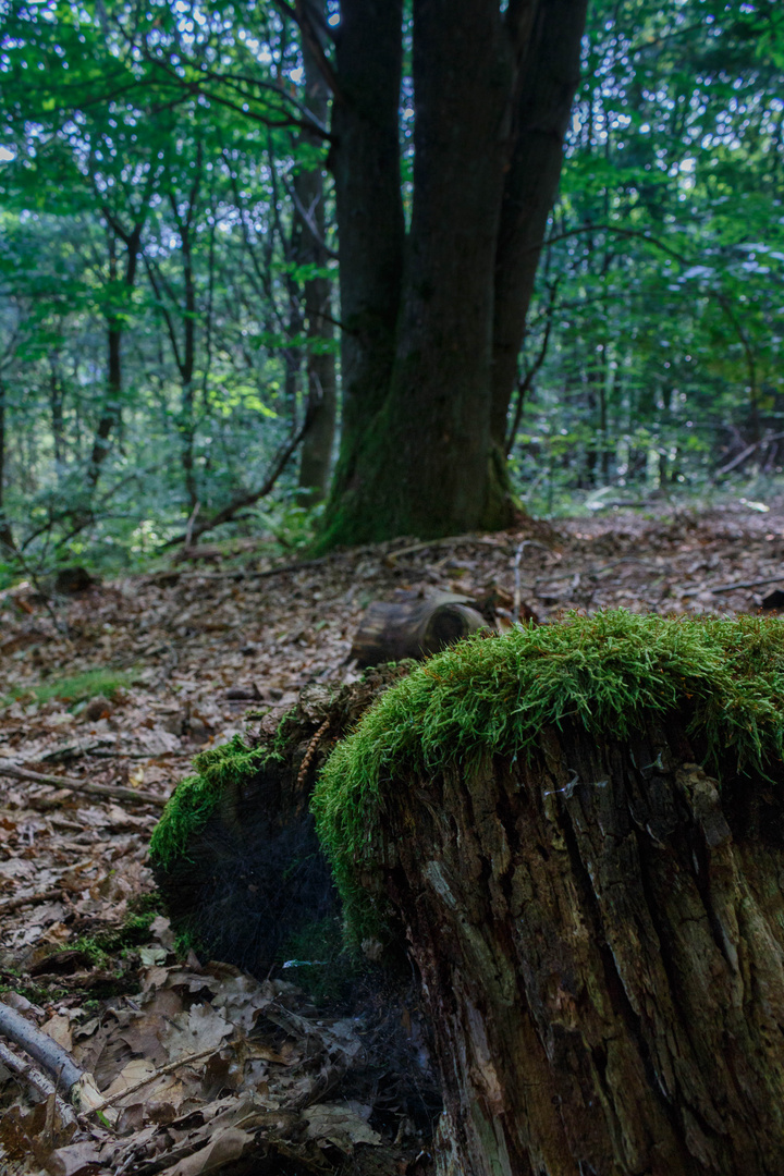 Moos im Wald