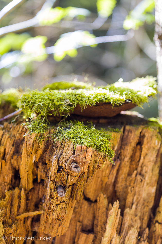 Moos im Wald