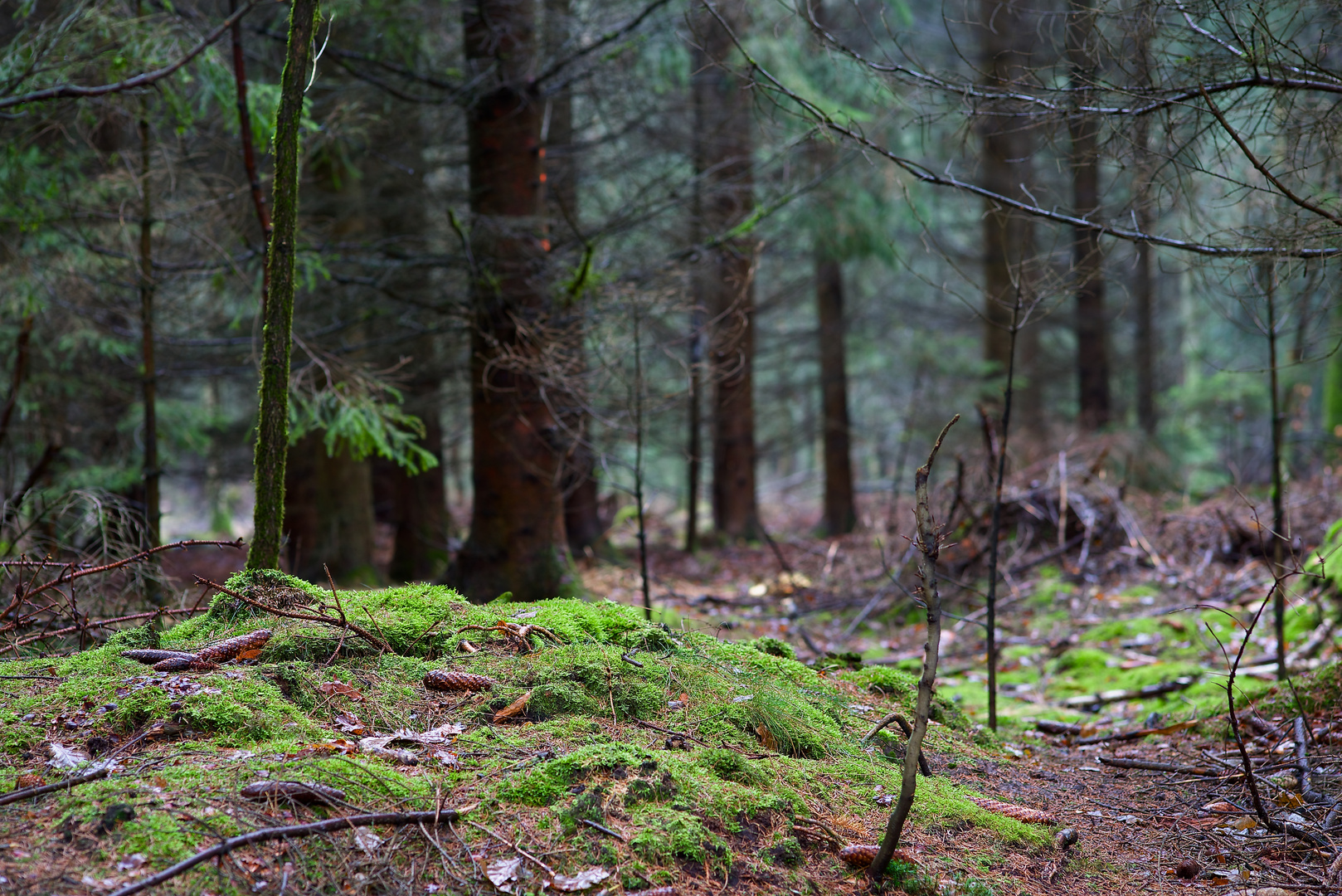 Moos im Wald