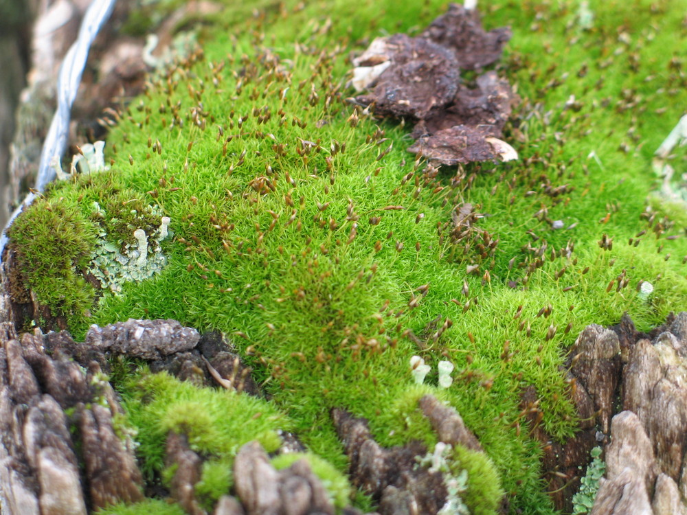 Moos in Hösbach Foto & Bild pflanzen, pilze & flechten, moose & farne