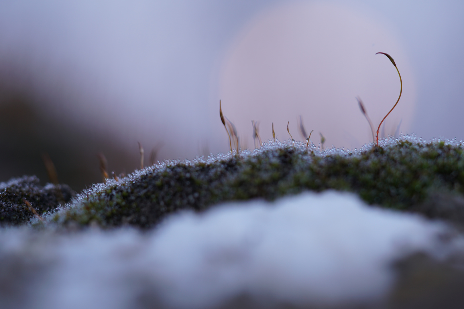 Moos mit Tau, im Hintergrund der Mond 