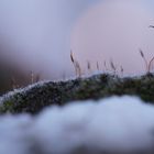 Moos mit Tau, im Hintergrund der Mond 