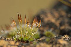 Moos mit Tautropfen im Gegenlicht