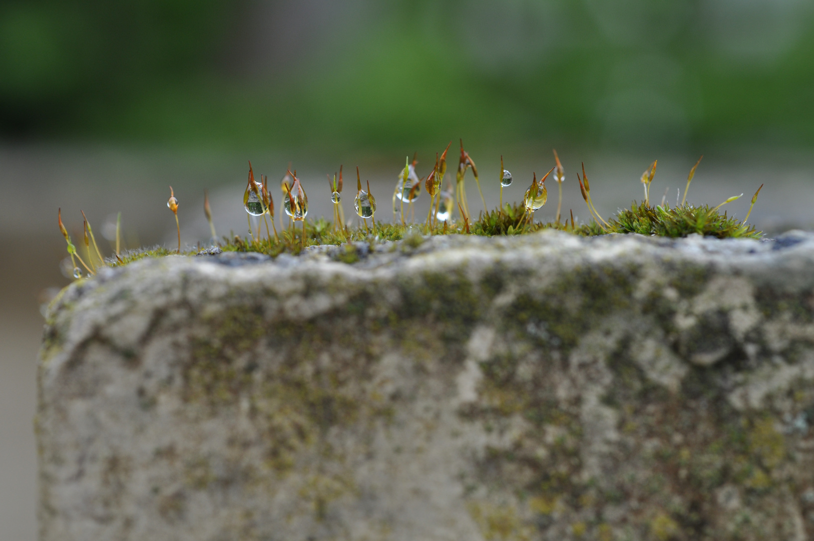 Moos mit Wassertropfen