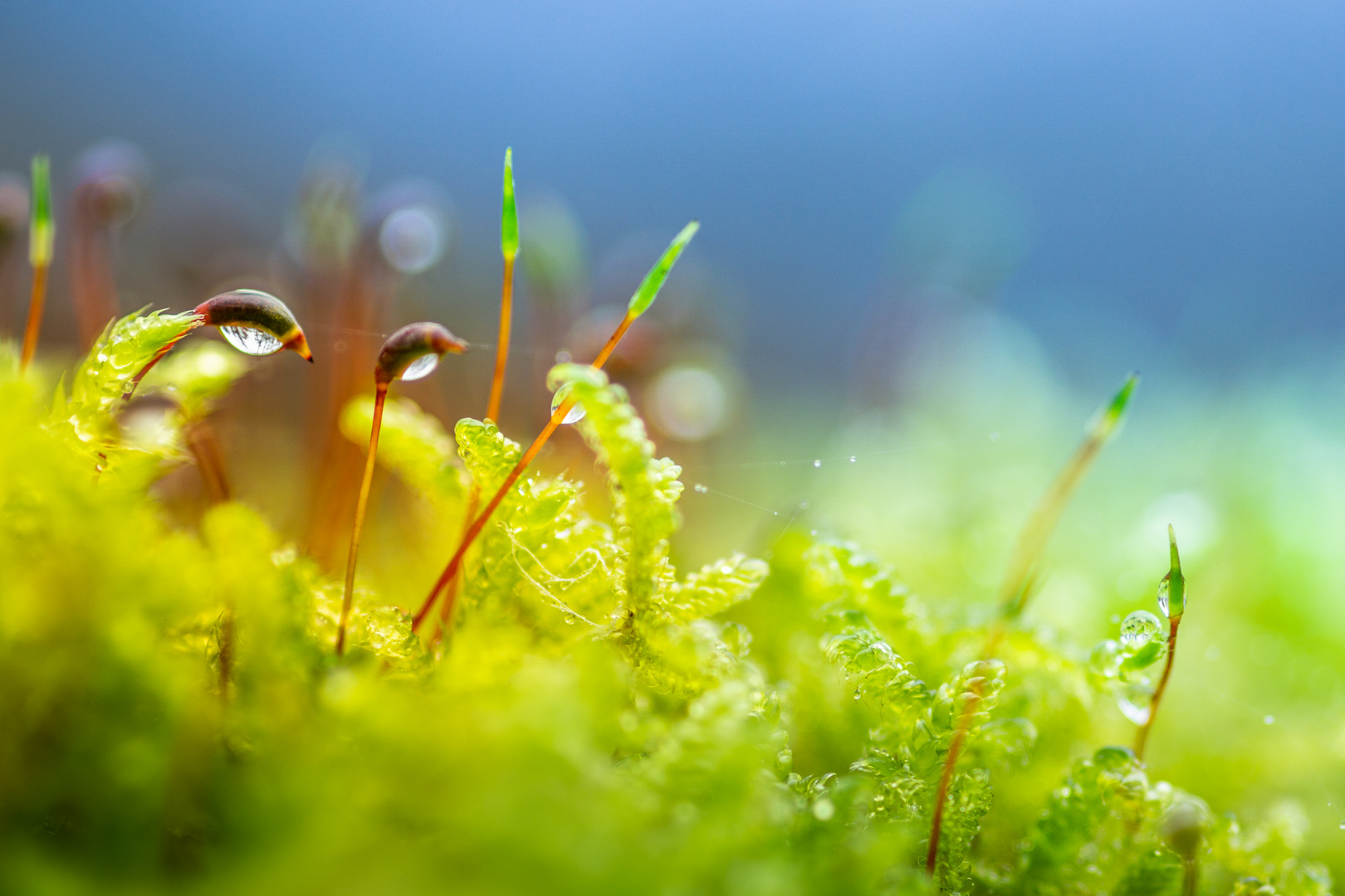 Moos mit Wassertropfen