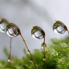 Moos mit Wassertropfen