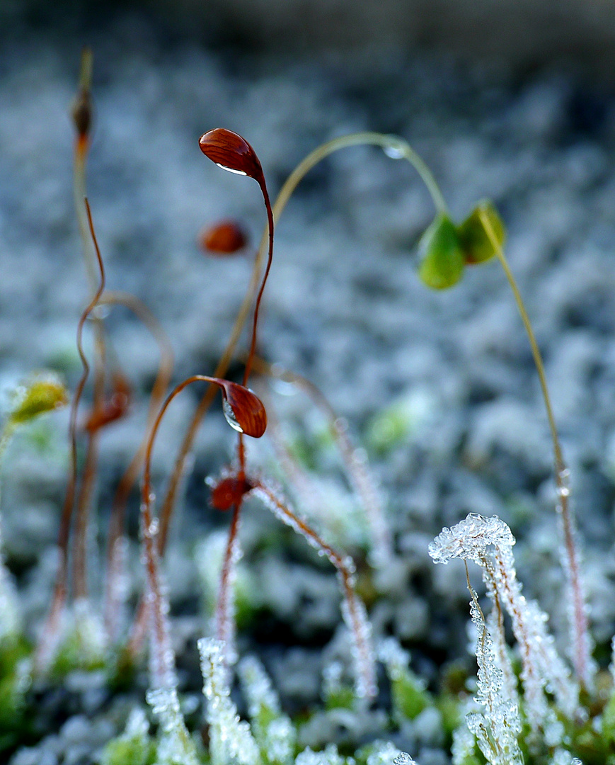 Moos - nach dem ersten Frost