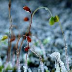 Moos - nach dem ersten Frost