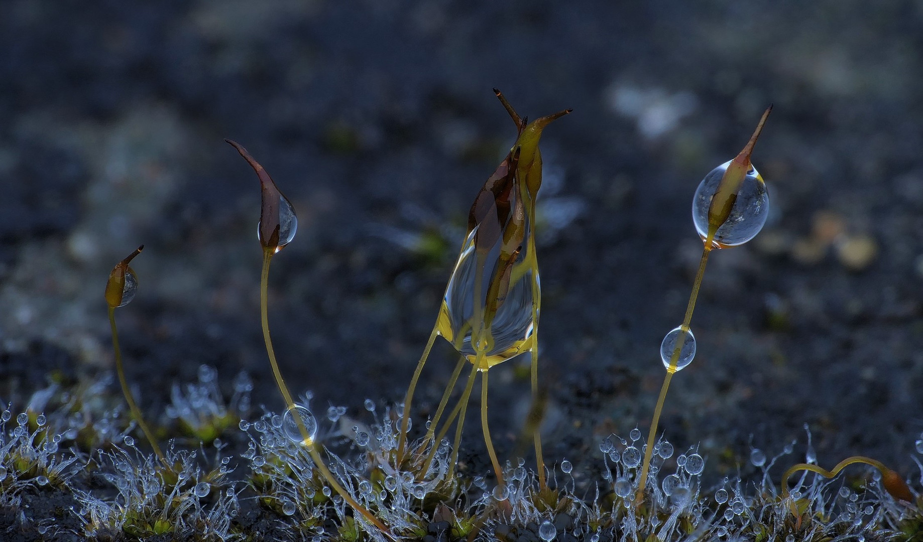 Moos nach dem Regen (1)