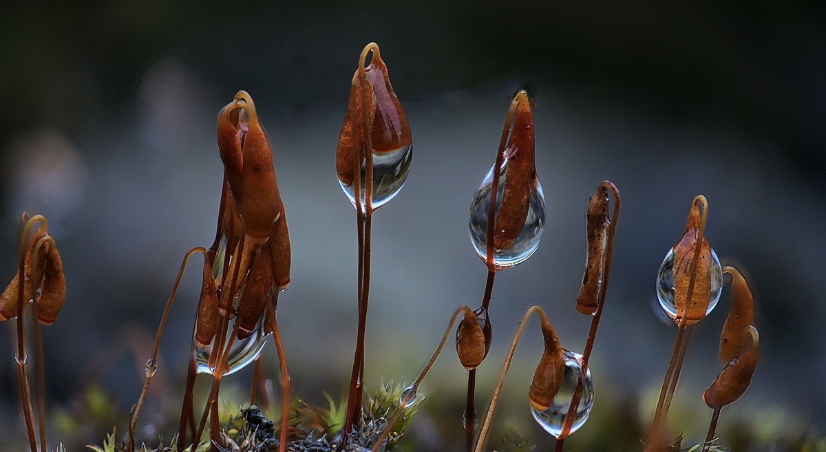 Moos nach dem Regen