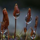 Moos nach dem Regen