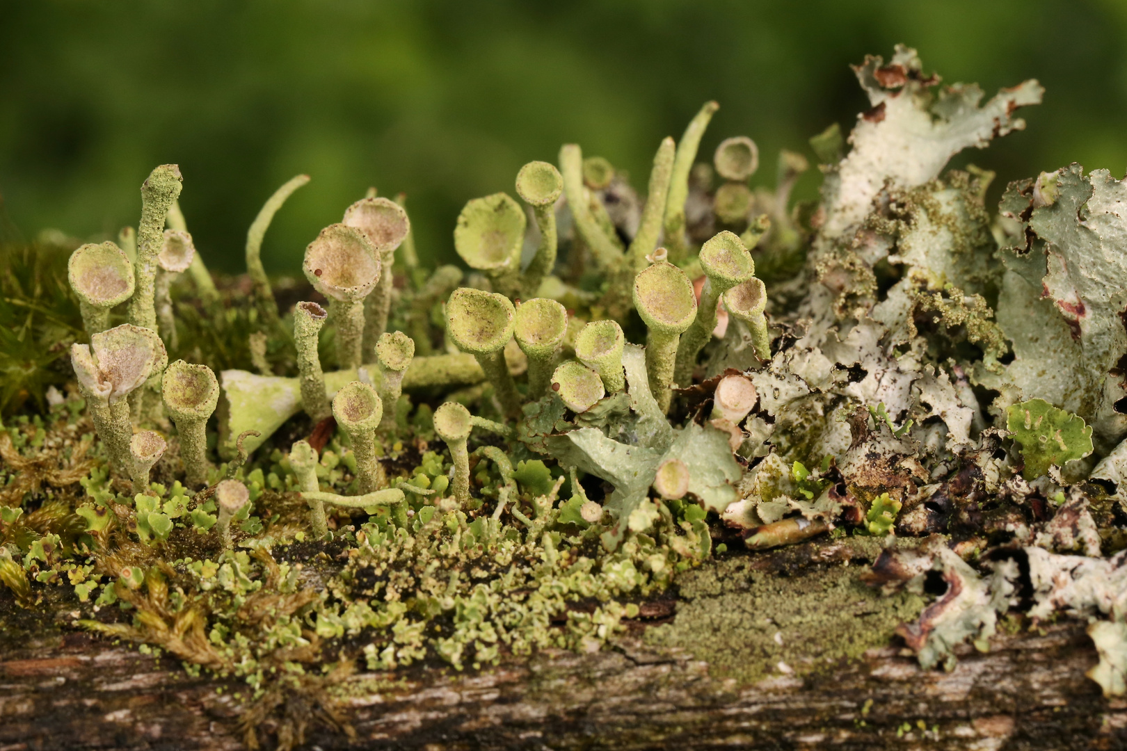 Moos, Pilz, Flechte (2017_07_29_EOS 6D_5154_ji)