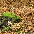 Moos & Pilze am toten Baumstumpf