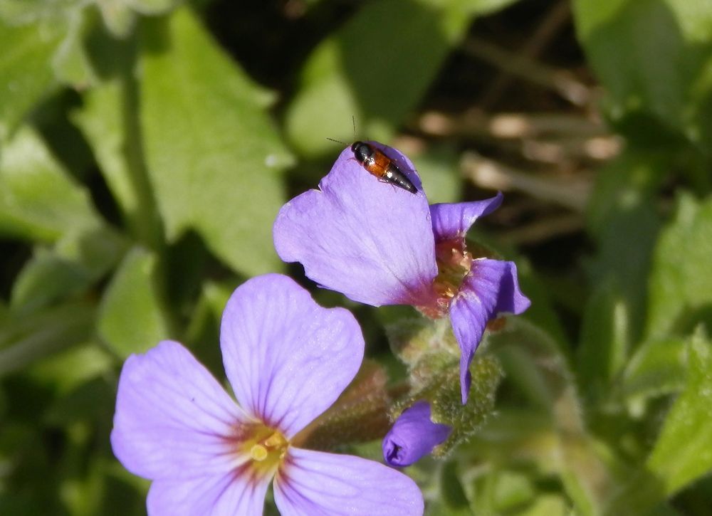 Moos-Schnellräuber (Tachyporus hypnorum) auf Blaukissen