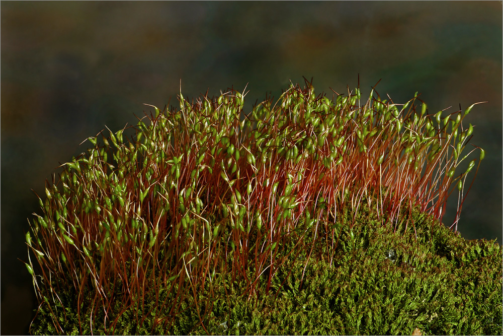 Moos-Sporenkapseln-Gewirr