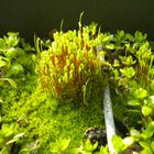 Moos-Sporophyten