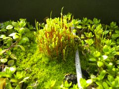 Moos-Sporophyten