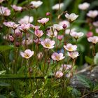 Moos-Steinbrech aus Mutters Garten